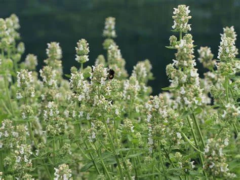 Nepeta citriodora