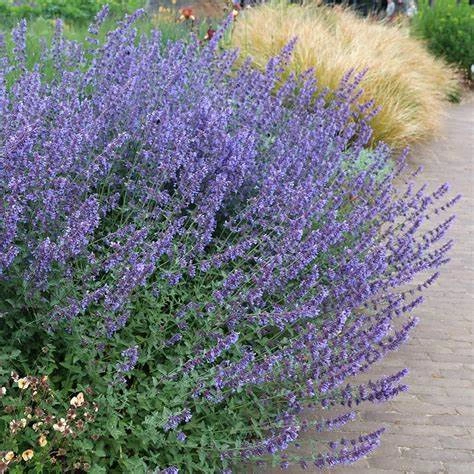 Nepeta racemosa