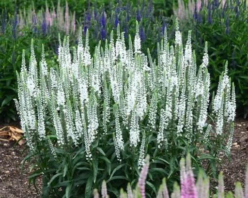 Veronica spicata (blanche)