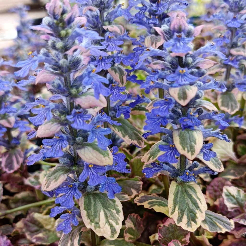 Bugle rampante "vanille fraise"