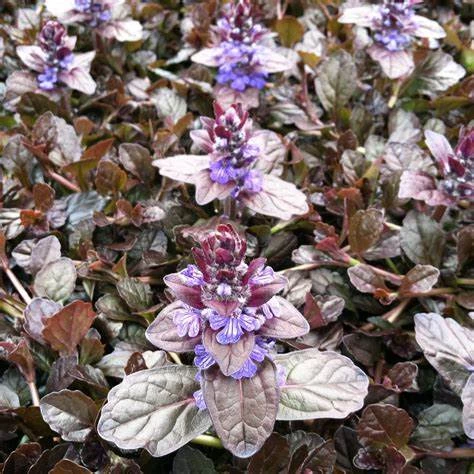 Bugle rampante "chocolat"