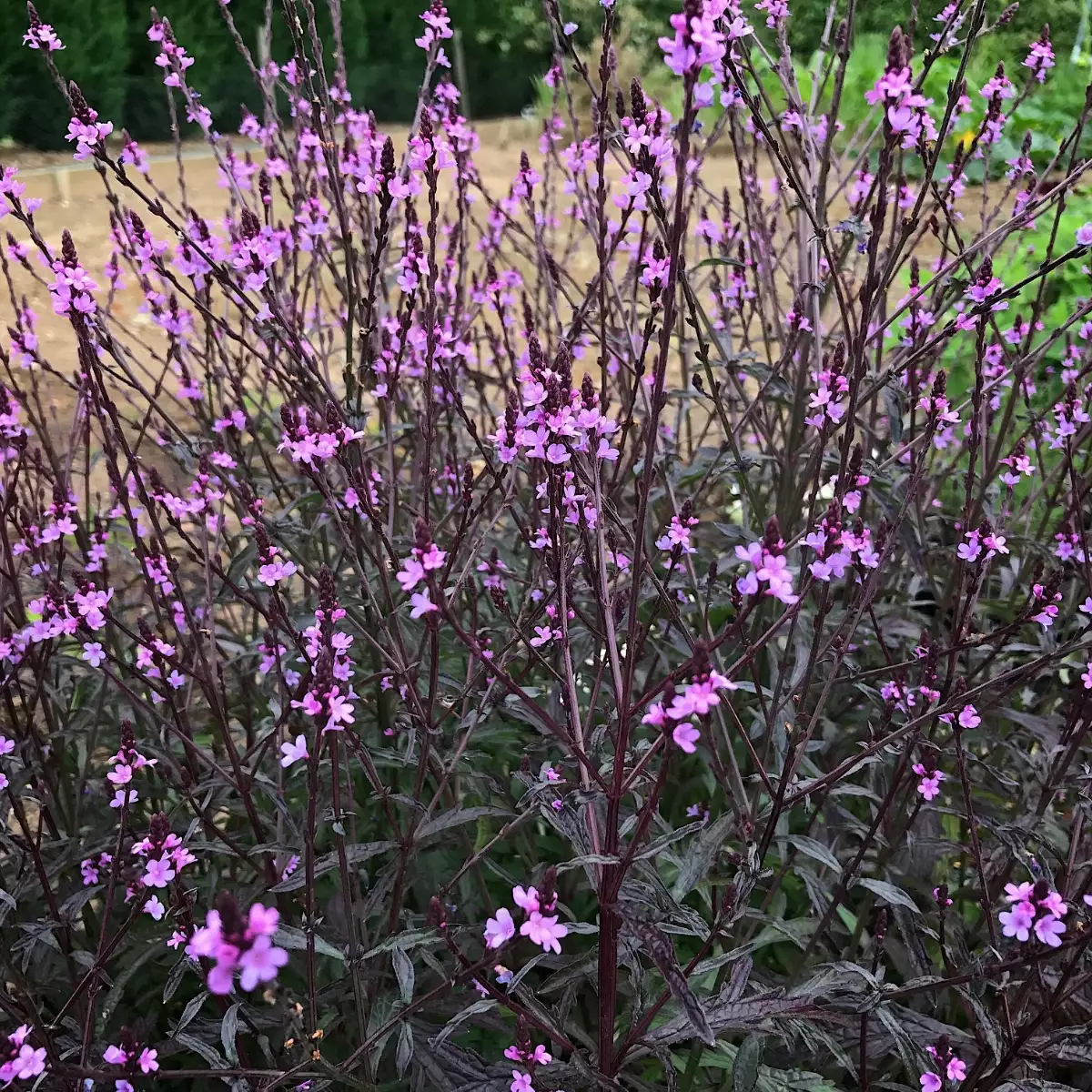 Verveine "Bampton"