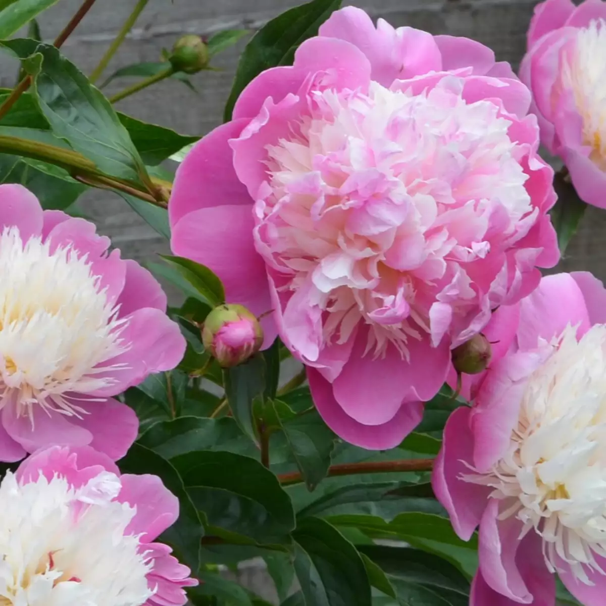 Pivoine Bowl of Beauty