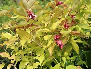 Herbe aux faisans - Leycesteria formosa 60/80