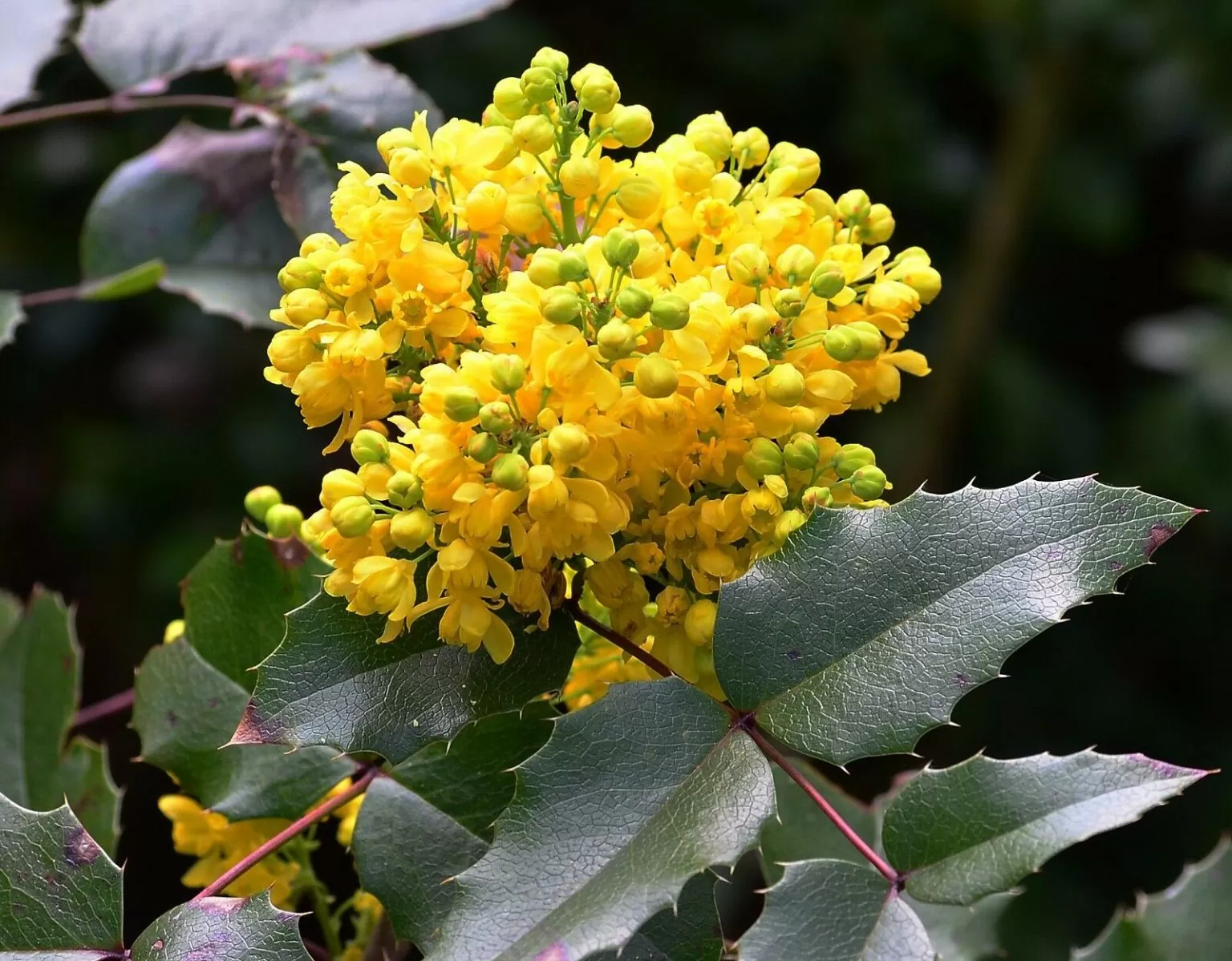 Mahonia à feuilles de houx- 60/80