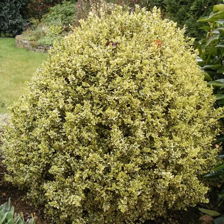 Buxus "elegans"- 60/80