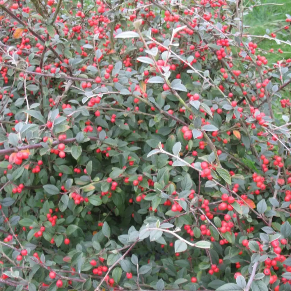 Cotoneaster Franchetti 80/100