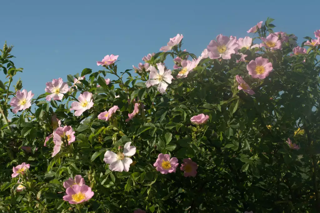 Rosa canina - Eglantier 40/60