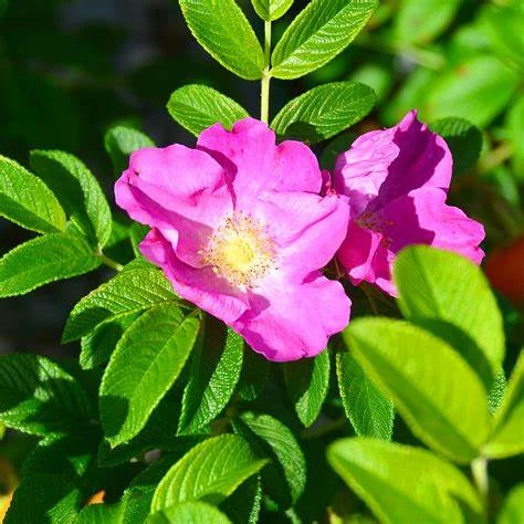 Rosa rugosa - Rosier rugueux 40/60