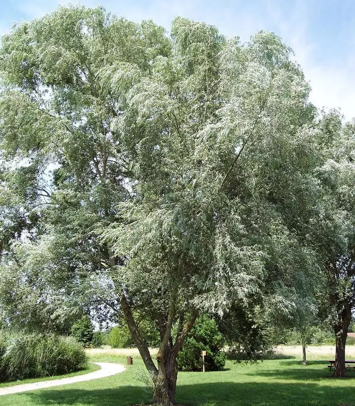 Salix alba - saule blanc (argenté) 100/150