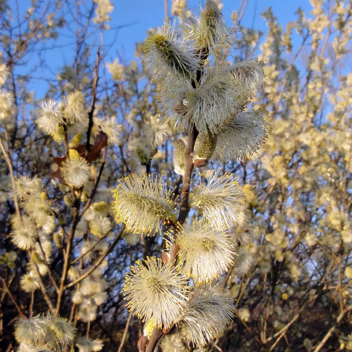 Salix caprea - saule Marsault 100/150