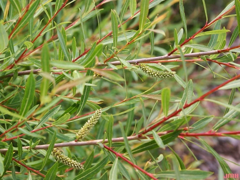 Salix purpurea - Saule pourpre 100/150