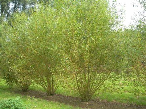 Salix viminalis - Saule des vanniers 100/150