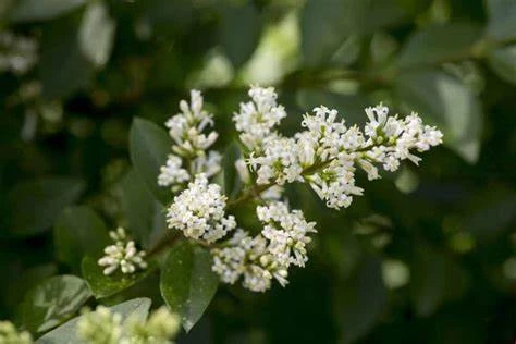 Troëne commun - Ligustrum vulgare 90/120 copie