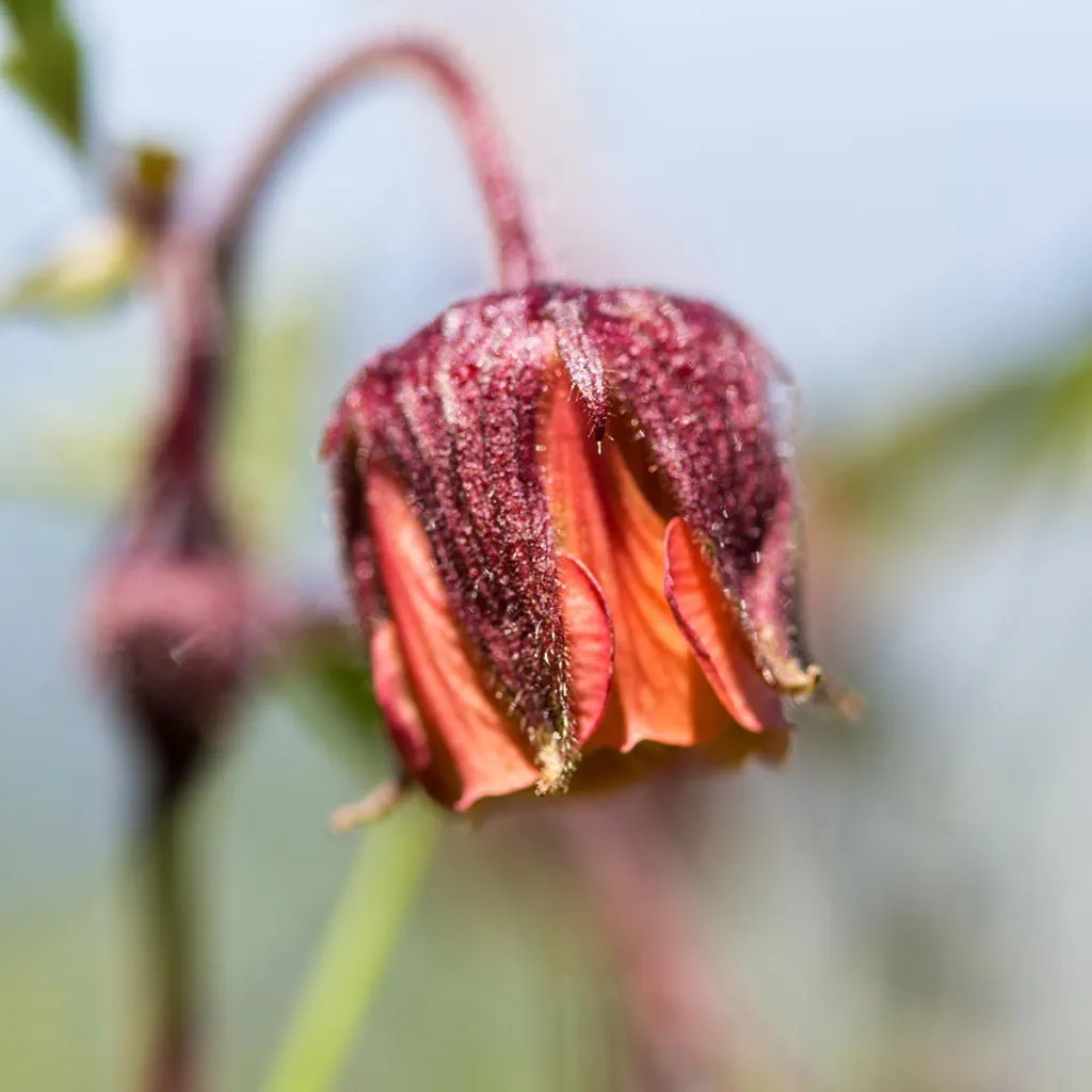 Geum Rivale